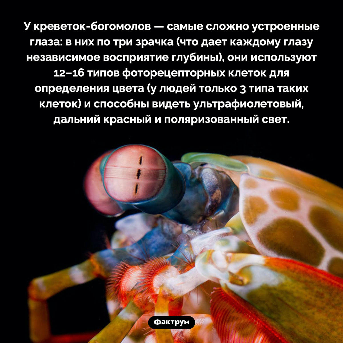 Самые сложные глаза. У креветок-богомолов — самые сложно устроенные глаза: в них по три зрачка (что дает каждому глазу независимое восприятие глубины), они используют 12–16 типов фоторецепторных клеток для определения цвета (у людей только 3 типа таких клеток) и способны видеть ультрафиолетовый, дальний красный и поляризованный свет.
