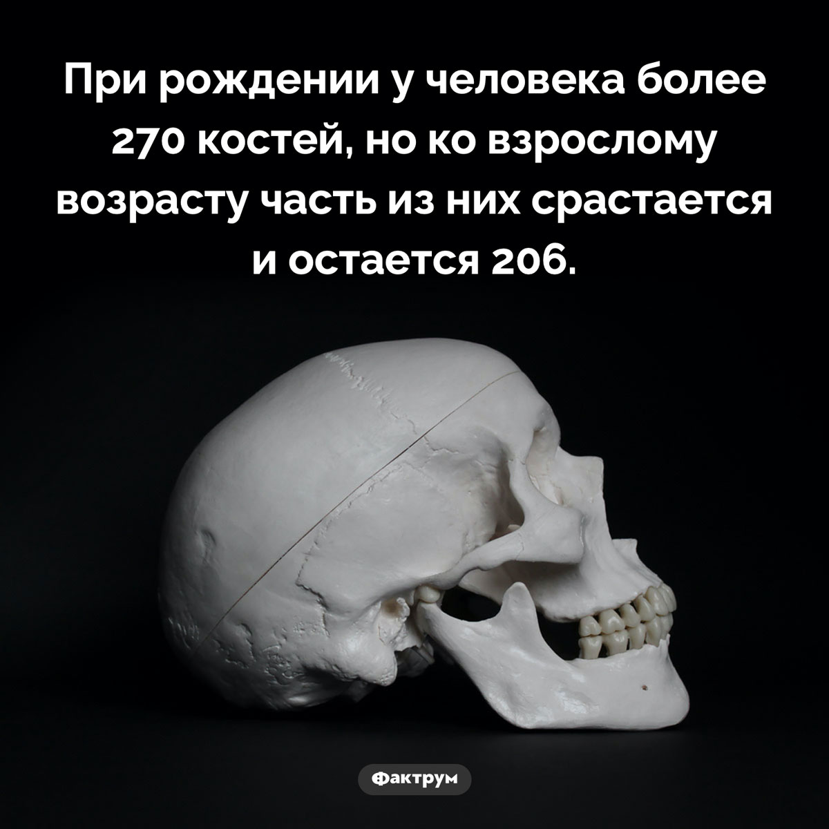 Сколько костей у человека. При рождении у человека более 270 костей, но ко взрослому возрасту часть из них срастается и остается 206.