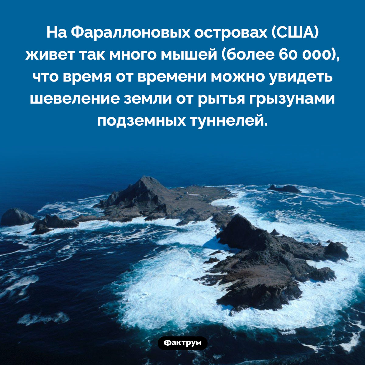 Слишком много мышей для одного архипелага. На Фараллоновых островах (США) живет так много мышей (более 60 000), что время от времени можно увидеть шевеление земли от рытья грызунами подземных туннелей.