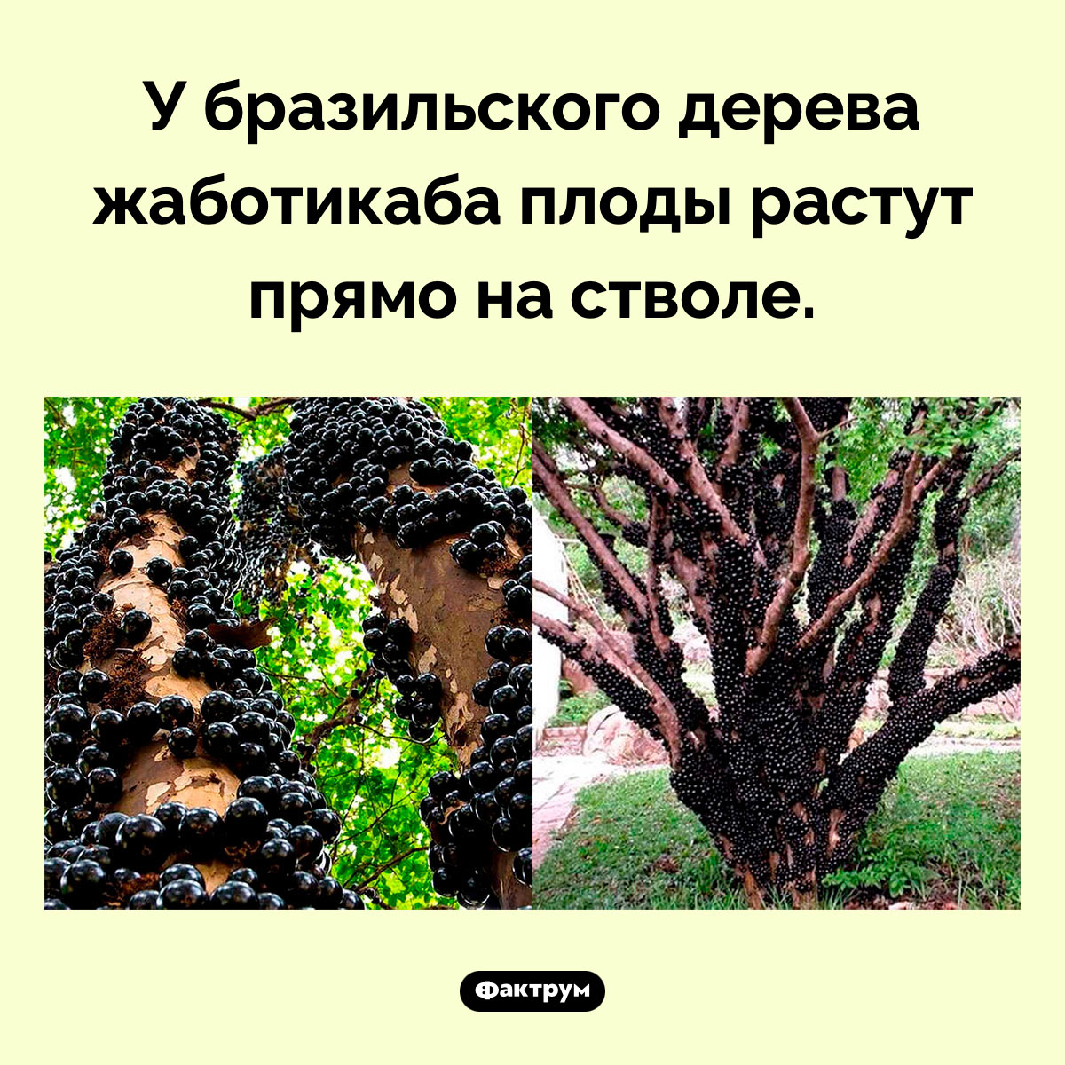 Удивительное жаботикаба. У бразильского дерева жаботикаба плоды растут прямо на стволе.