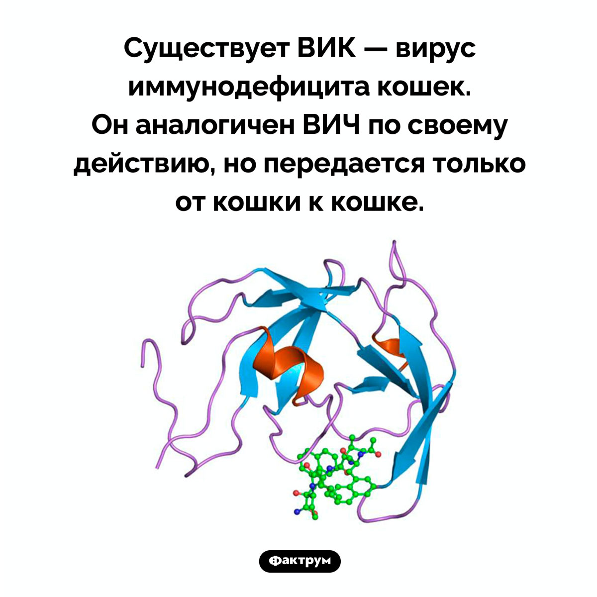 Вирус иммунодефицита кошек. Существует ВИК — вирус иммунодефицита кошек. Он аналогичен ВИЧ по своему действию, но передается только от кошки к кошке.