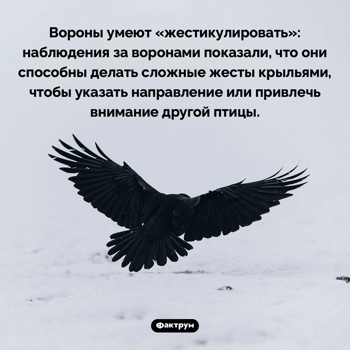 Вороны умеют жестикулировать. Вороны умеют «жестикулировать»: наблюдения за воронами показали, что они способны делать сложные жесты крыльями, чтобы указать направление или привлечь внимание другой птицы.