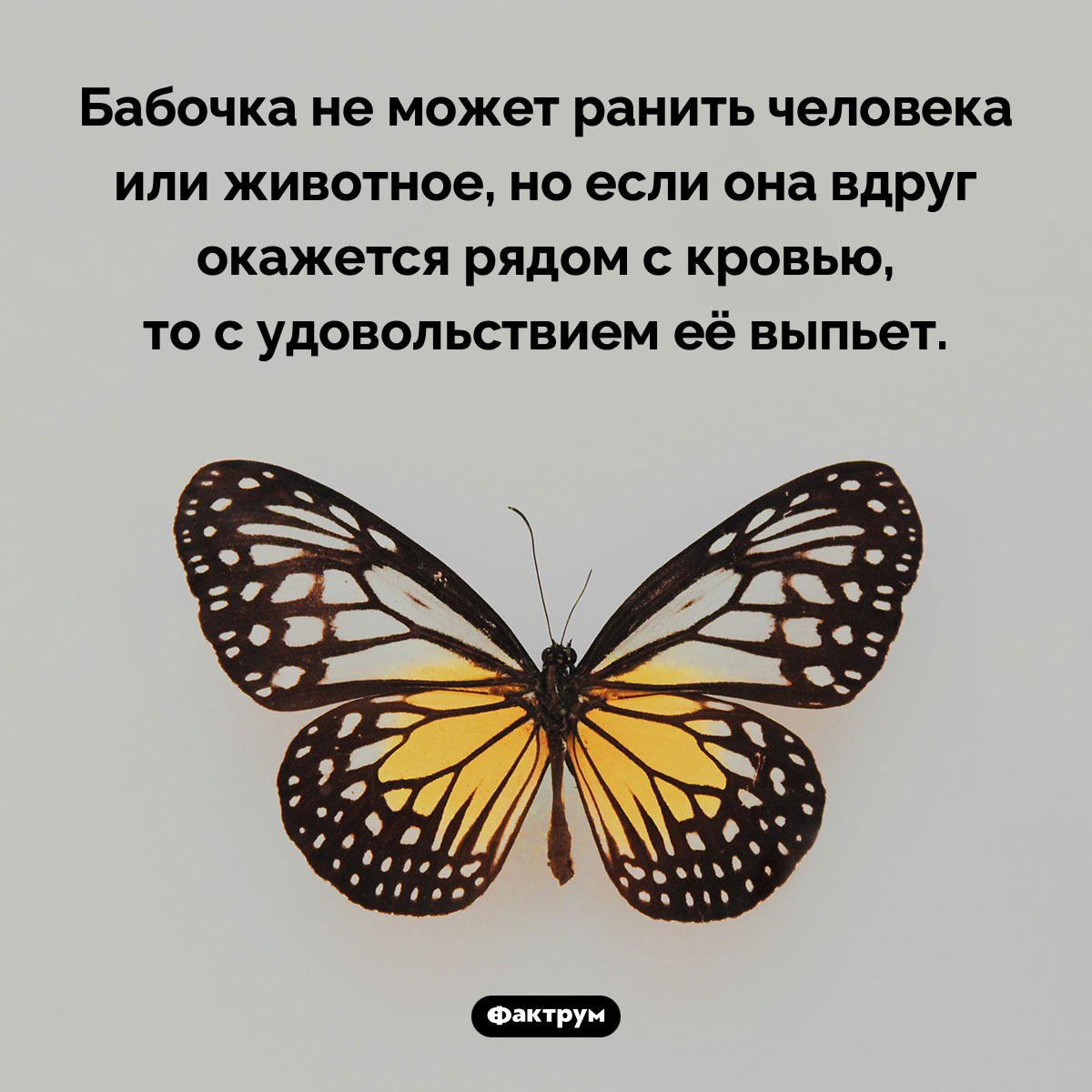 Все бабочки пьют кровь. Бабочка не может ранить человека или животное, но если она вдруг окажется рядом с кровью, то с удовольствием её выпьет.