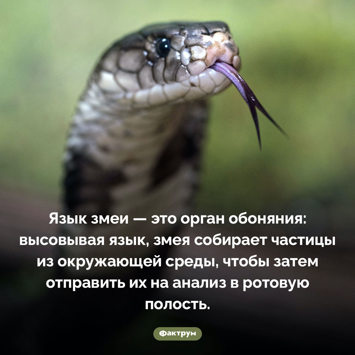 Зачем змея высовывает язык. Язык змеи — это орган обоняния: высовывая язык, змея собирает частицы из окружающей среды, чтобы затем отправить их на анализ в ротовую полость.