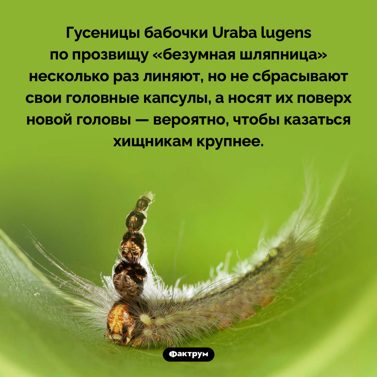 «Безумная шляпница» Uraba lugens. Гусеницы бабочки Uraba lugens по прозвищу «безумная шляпница» несколько раз линяют, но не сбрасывают свои головные капсулы, а носят их поверх новой головы — вероятно, чтобы казаться хищникам крупнее.