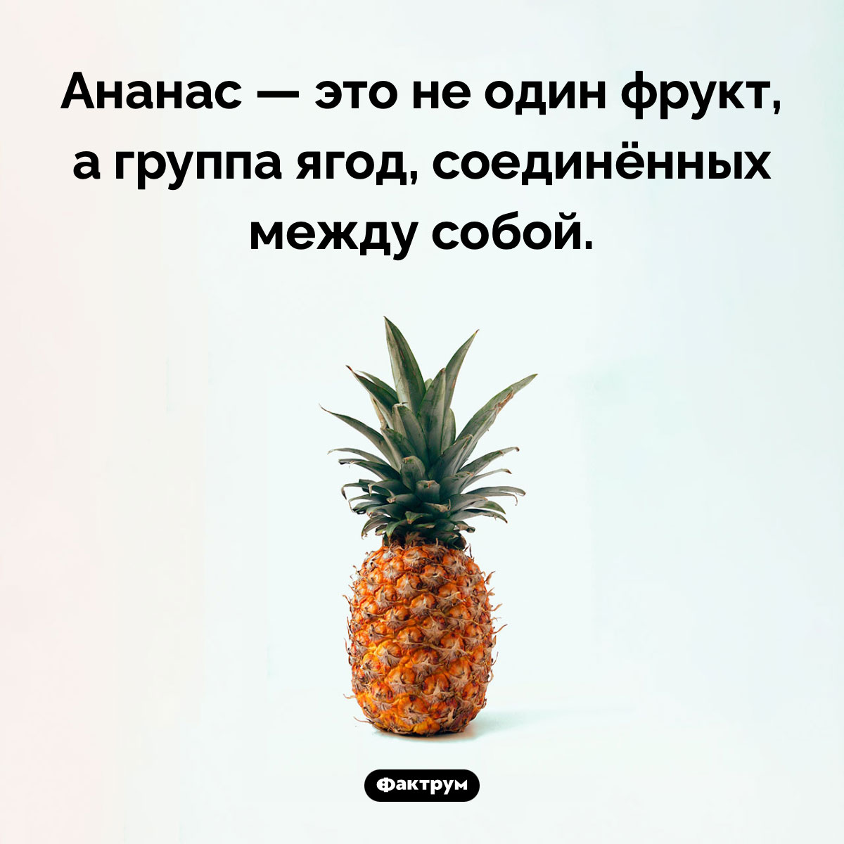 Что такое ананас. Ананас — это не один фрукт, а группа ягод, соединённых между собой.