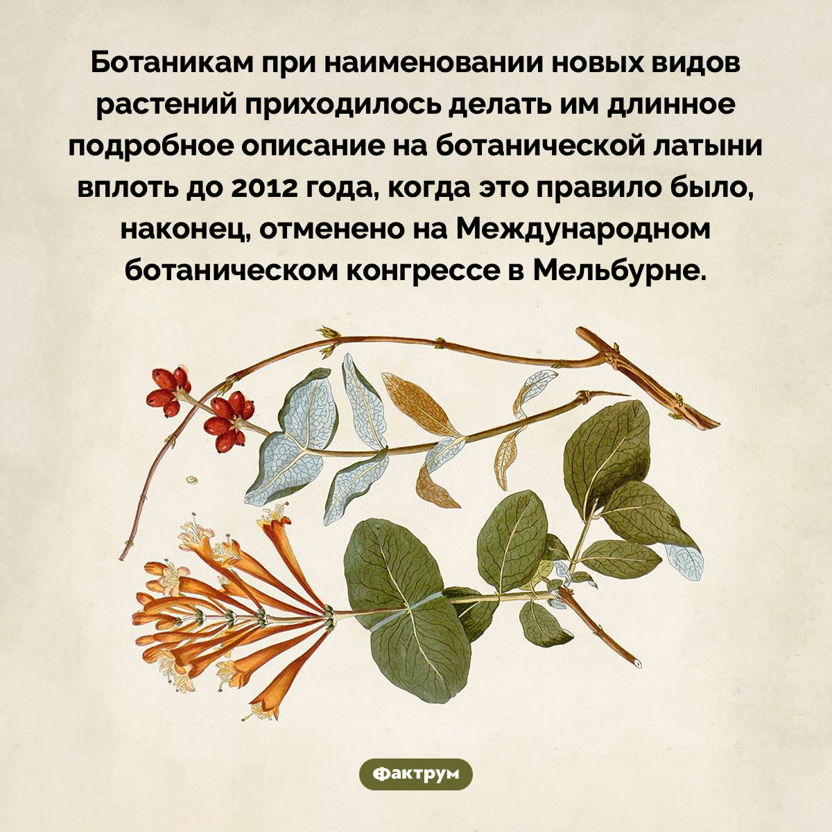 До 2012 года ботаники пользовались латынью для описания новых видов растений. Ботаникам при наименовании новых видов растений приходилось делать им длинное подробное описание на ботанической латыни вплоть до 2012 года, когда это правило было, наконец, отменено на Международном ботаническом конгрессе в Мельбурне.