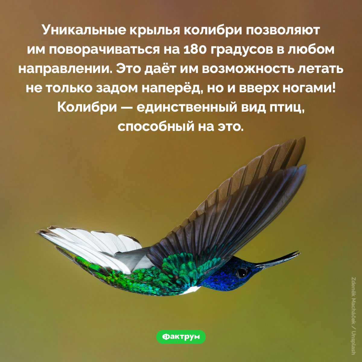 Колибри могут летать вверх ногами. Уникальные крылья колибри позволяют им поворачиваться на 180 градусов в любом направлении. Это даёт им возможность летать не только задом наперёд, но и вверх ногами! Колибри — единственный вид птиц, способный на это.