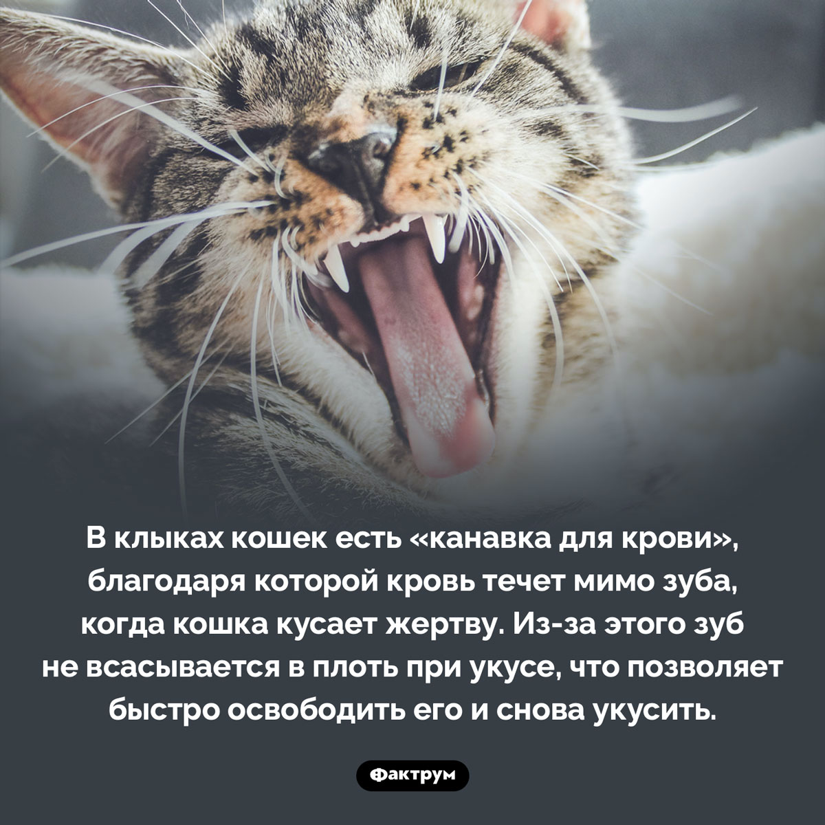 Особенность кошачьего клыка. В клыках кошек есть «канавка для крови», благодаря которой кровь течет мимо зуба, когда кошка кусает жертву. Из-за этого зуб не всасывается в плоть при укусе, что позволяет быстро освободить его и снова укусить.