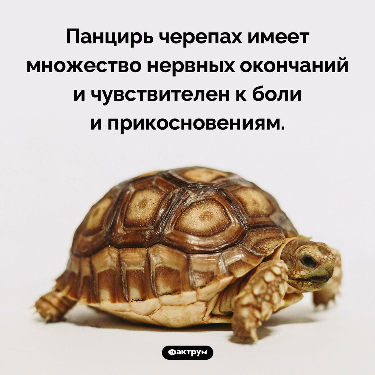 Панцирь черепахи чувствителен. Панцирь черепах имеет множество нервных окончаний и чувствителен к боли и прикосновениям.