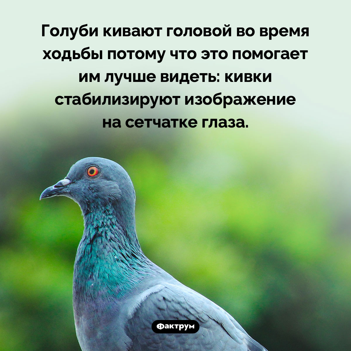 Почему голуби кивают головой во время ходьбы. Голуби кивают головой во время ходьбы потому что это помогает им лучше видеть: кивки стабилизируют изображение на сетчатке глаза.