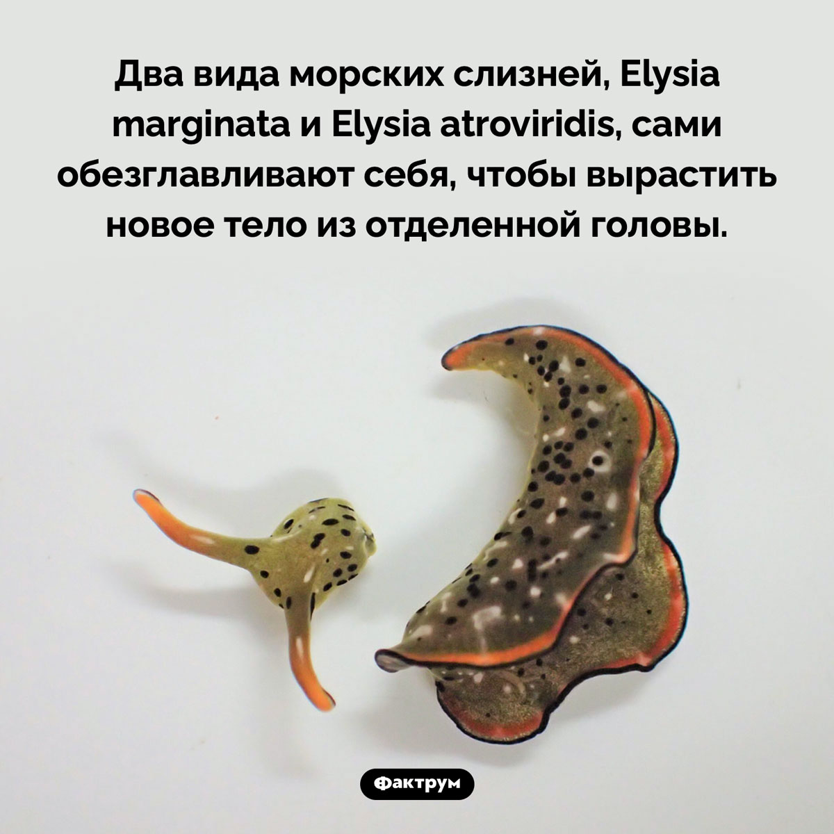 Слизневое членовредительство. Два вида морских слизней, Elysia marginata и Elysia atroviridis, сами обезглавливают себя, чтобы вырастить новое тело из отделенной головы.
