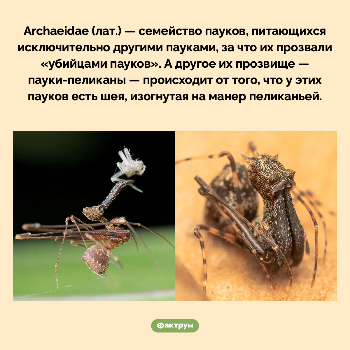 Существуют пауки с шеями как у пеликанов. Archaeidae (лат.) — семейство пауков, питающихся исключительно другими пауками, за что их прозвали «убийцами пауков». А другое их прозвище — пауки-пеликаны — происходит от того, что у этих пауков есть шея, изогнутая на манер пеликаньей.