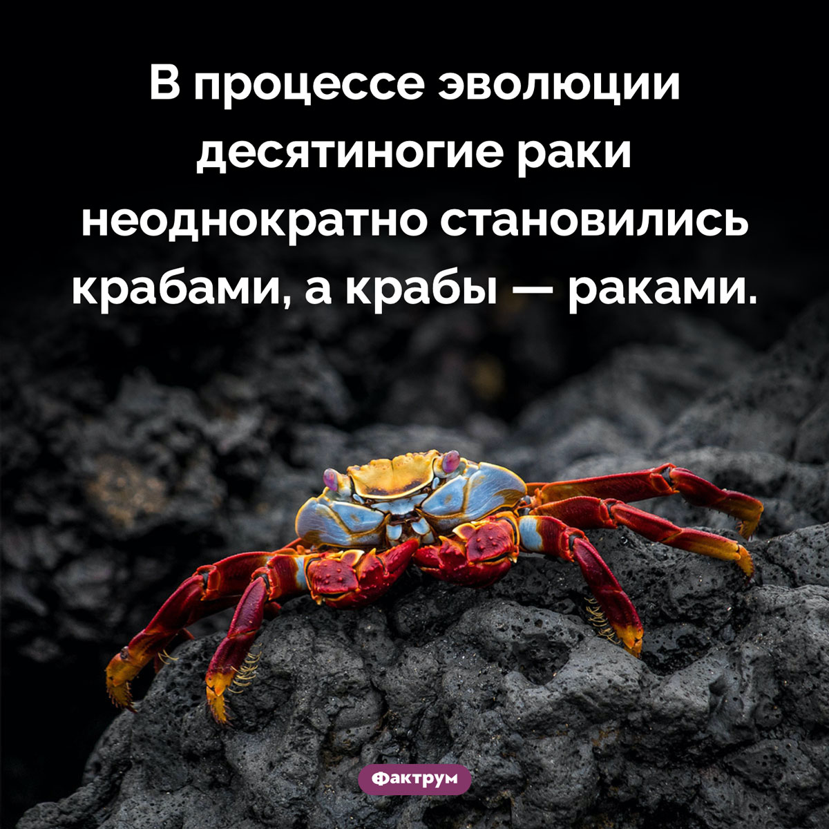 То раки, то крабы. В процессе эволюции десятиногие раки неоднократно становились крабами, а крабы — раками.