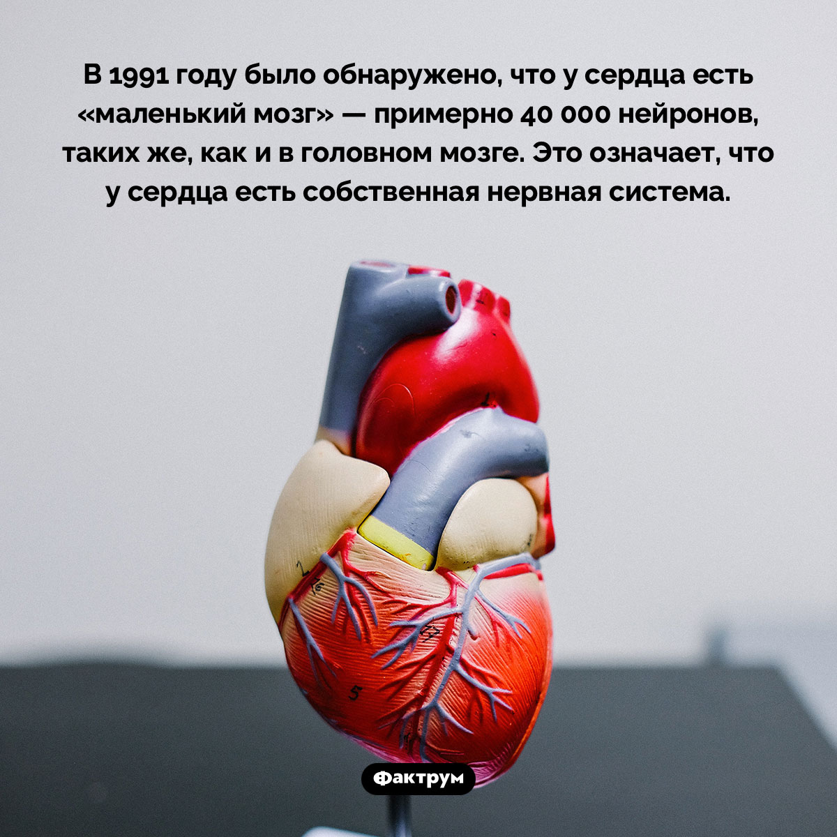 У сердца есть собственный «мозг». В 1991 году было обнаружено, что у сердца есть «маленький мозг» — примерно 40 000 нейронов, таких же, как и в головном мозге. Это означает, что у сердца есть собственная нервная система.