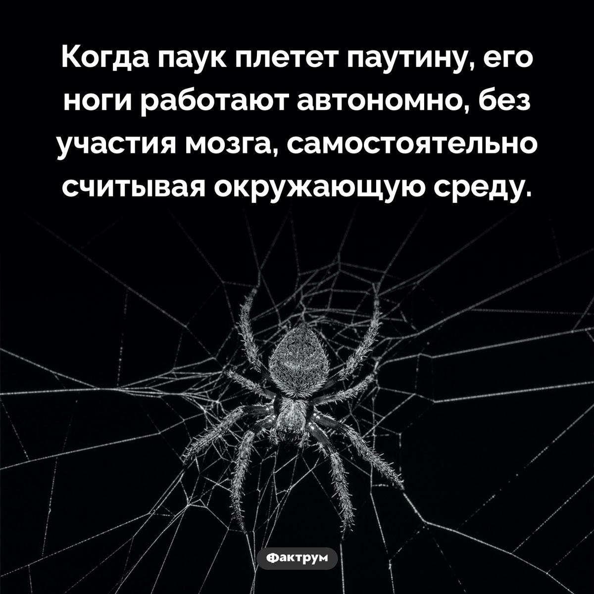 Удивительные ноги паука. Когда паук плетет паутину, его ноги работают автономно, без участия мозга, самостоятельно считывая окружающую среду.