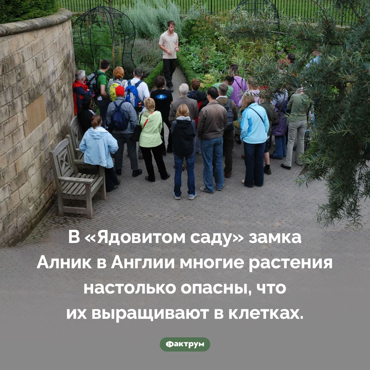 В «Ядовитом саду» растения держат в клетках. В «Ядовитом саду» замка Алник в Англии многие растения настолько опасны, что их выращивают в клетках.