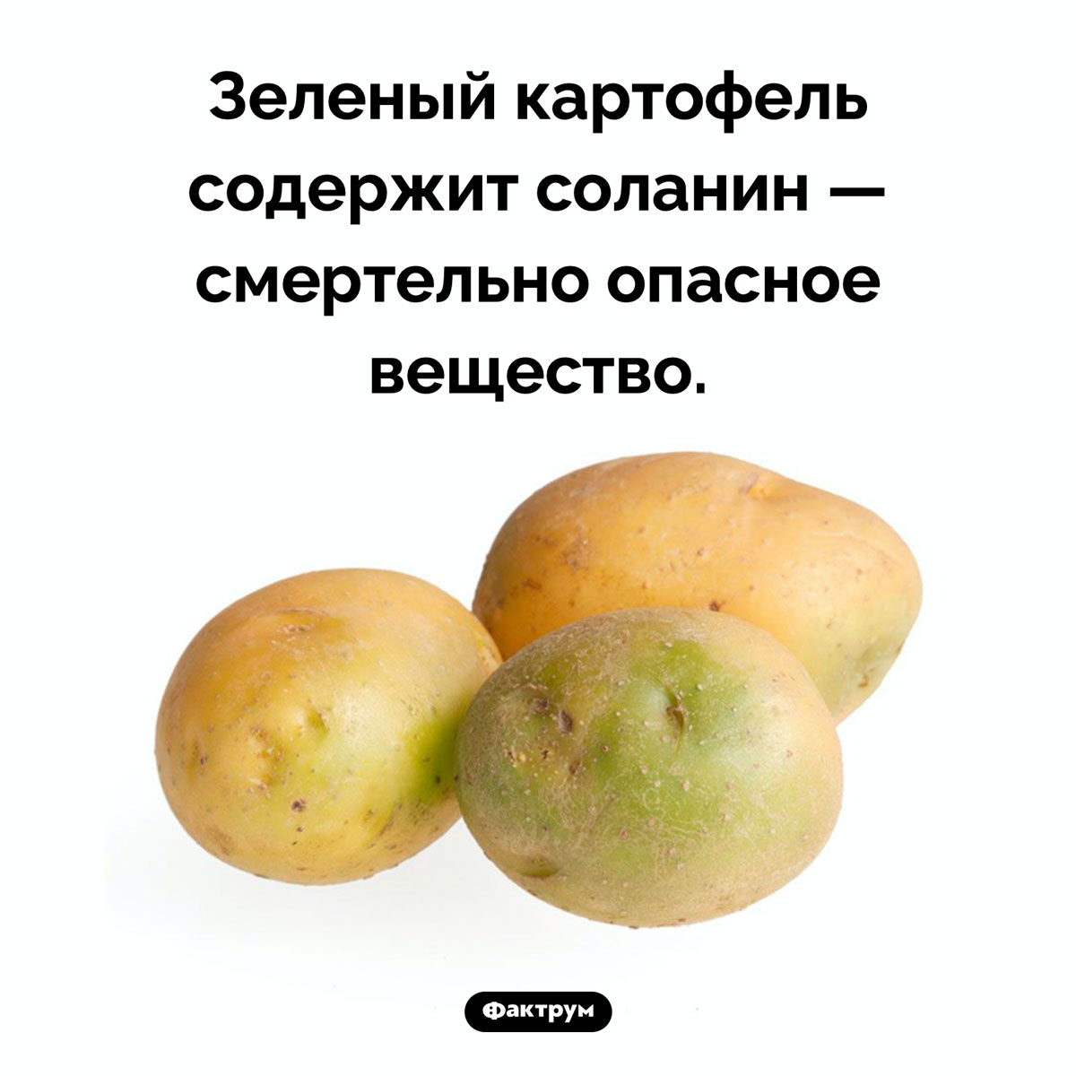 Зеленый картофель опасен. Зеленый картофель содержит соланин — смертельно опасное вещество.