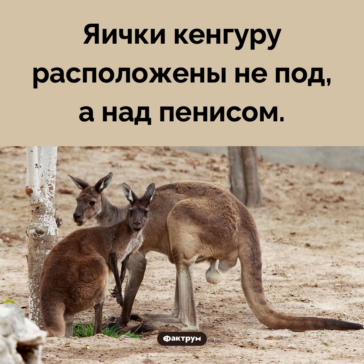 Где находятся яички у кенгуру. Яички кенгуру расположены не под, а над пенисом.