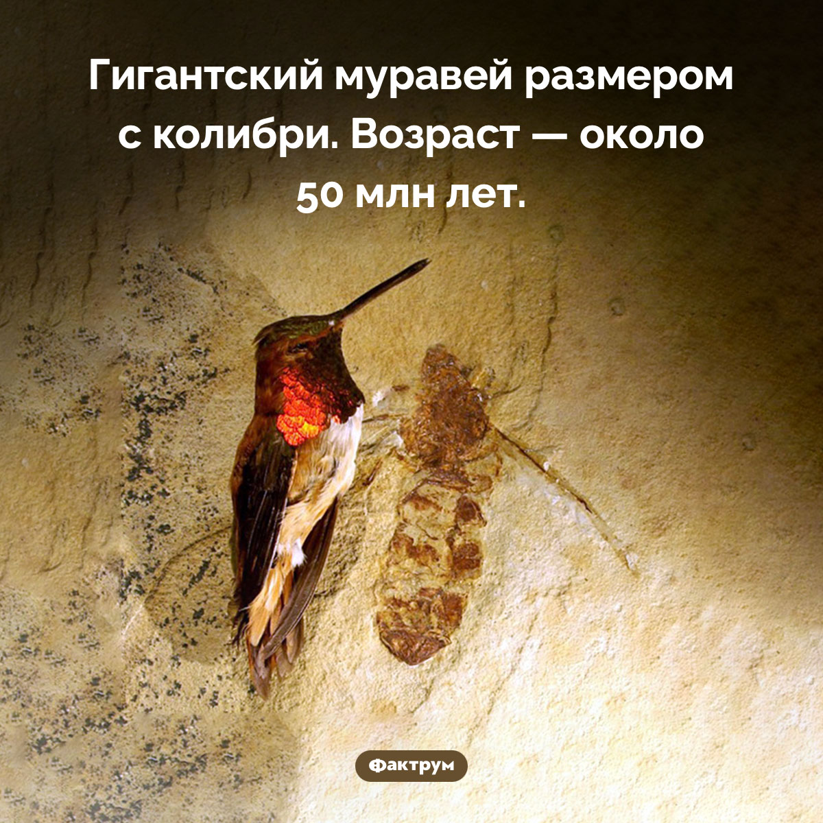 Муравей размером с колибри. Гигантский муравей размером с колибри. Возраст — около 50 млн лет.