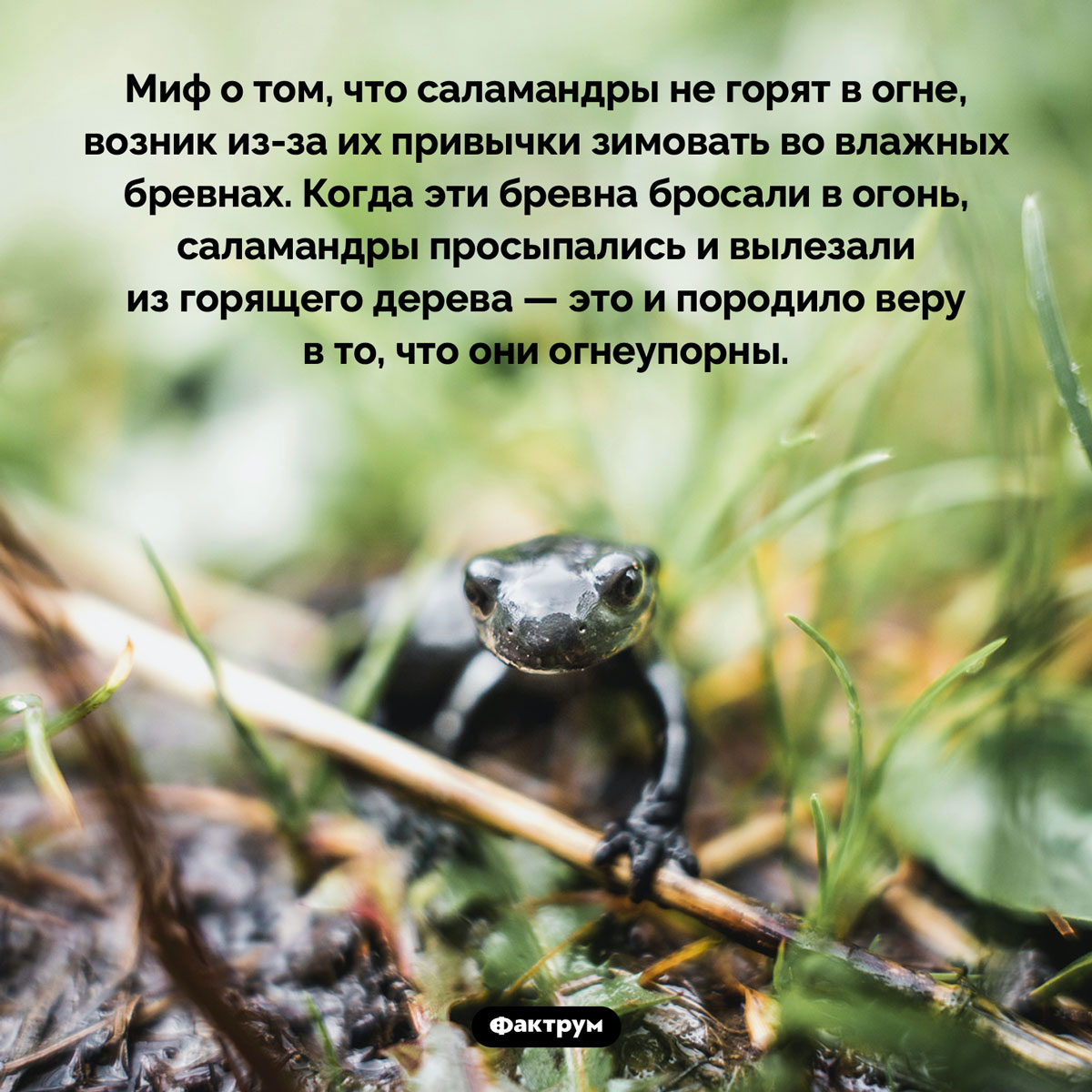 Горят ли саламандры в огне. Миф о том, что саламандры не горят в огне, возник из-за их привычки зимовать во влажных бревнах. Когда эти бревна бросали в огонь, саламандры просыпались и вылезали из горящего дерева — это и породило веру в то, что они огнеупорны.