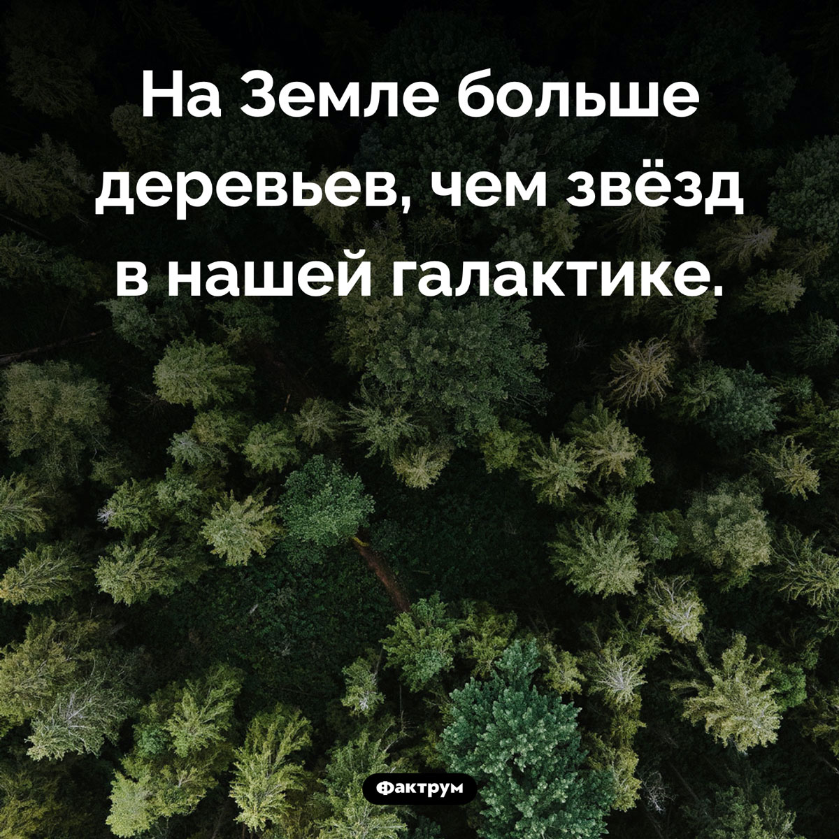 Как много деревьев на Земле. На Земле больше деревьев, чем звёзд в нашей галактике.