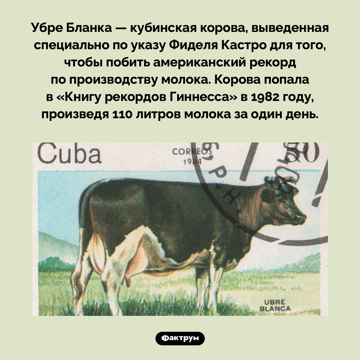 Корова Убре Бланка. Убре Бланка — кубинская корова, выведенная специально по указу Фиделя Кастро для того, чтобы побить американский рекорд по производству молока. Корова попала в «Книгу рекордов Гиннесса» в 1982 году, произведя 110 литров молока за один день.