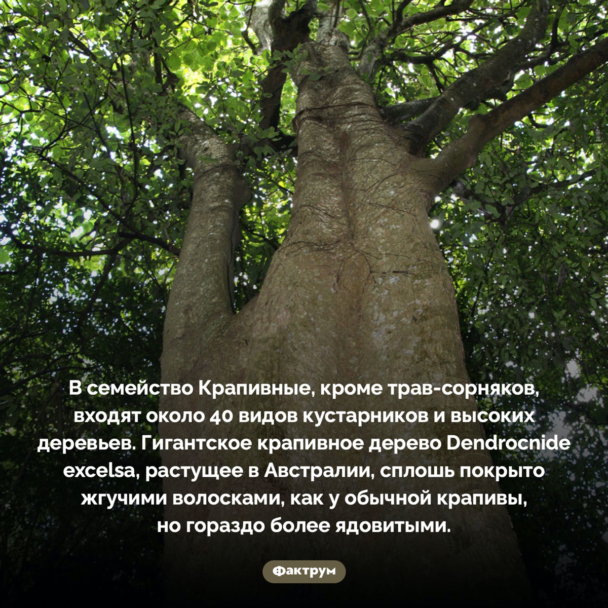 Крапивное дерево. В семейство Крапивные, кроме трав-сорняков, входят около 40 видов кустарников и высоких деревьев. Гигантское крапивное дерево Dendrocnide excelsa, растущее в Австралии, сплошь покрыто жгучими волосками, как у обычной крапивы, но гораздо более ядовитыми.