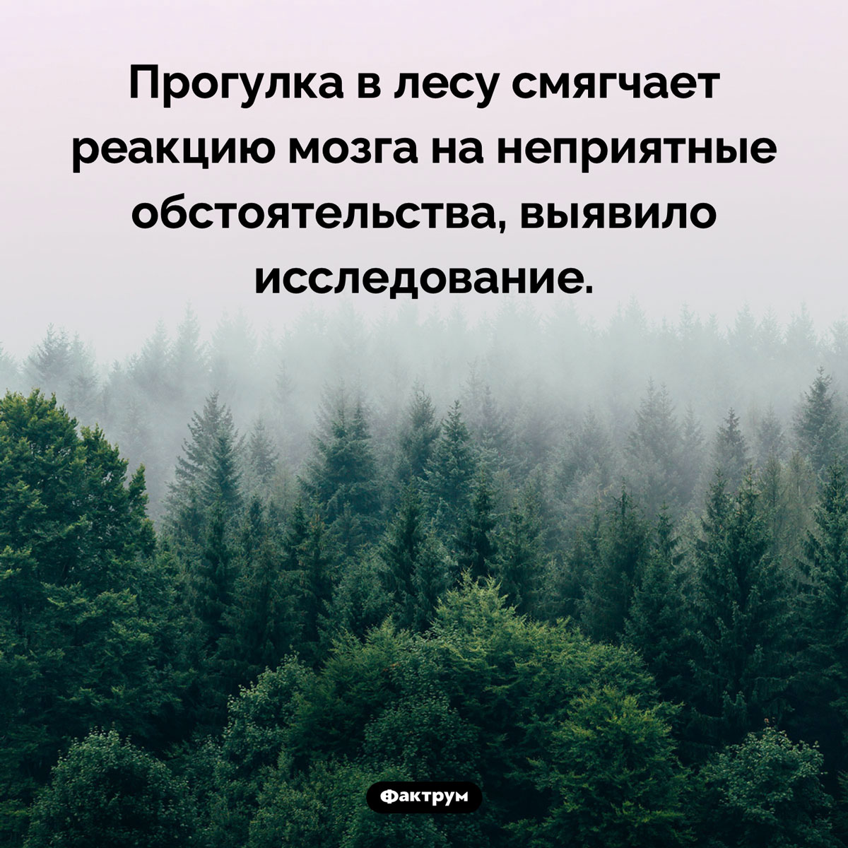 Лес снимает стресс. Прогулка в лесу смягчает реакцию мозга на неприятные обстоятельства, выявило исследование.