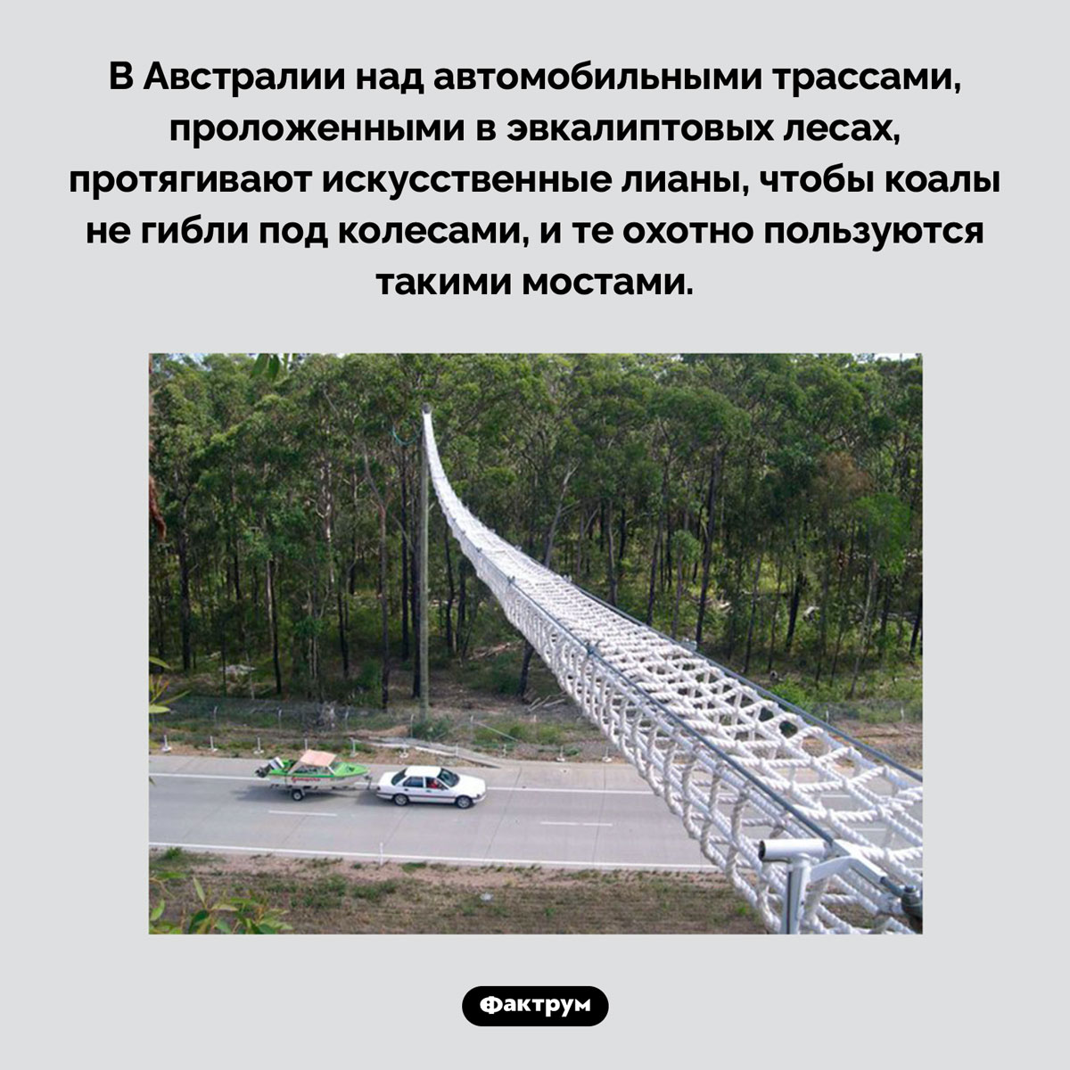 Мостики для коал. В Австралии над автомобильными трассами, проложенными в эвкалиптовых лесах, протягивают искусственные лианы, чтобы коалы не гибли под колесами, и те охотно пользуются такими мостами.