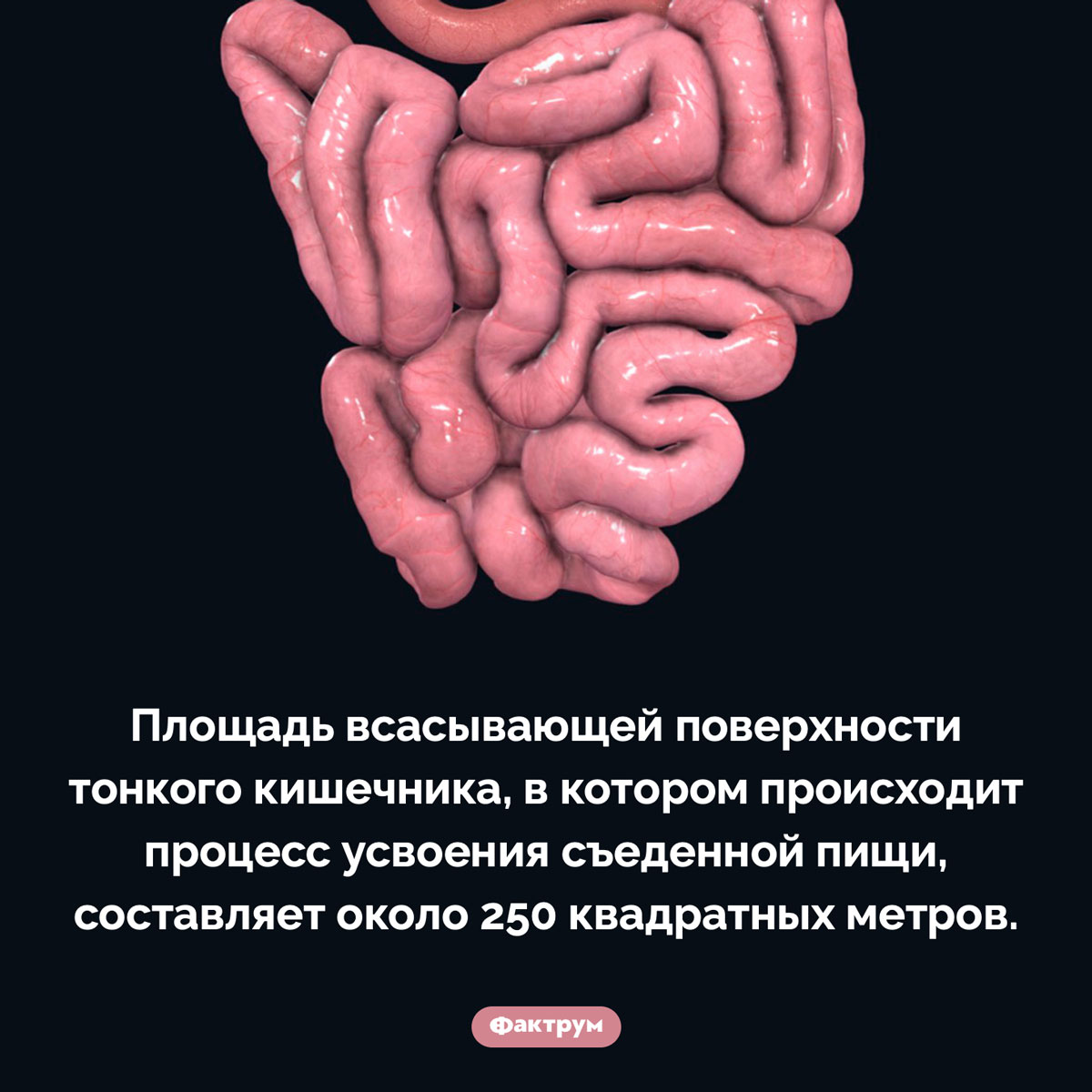 Площадь тонкого кишечника. Площадь всасывающей поверхности тонкого кишечника, в котором происходит процесс усвоения съеденной пищи, составляет около 250 квадратных метров.