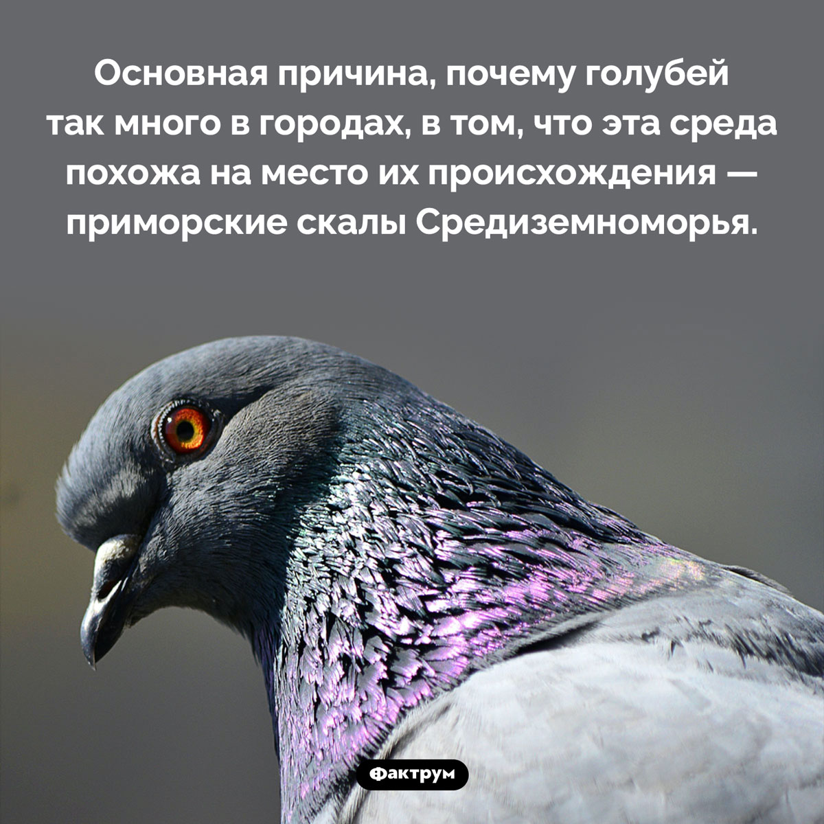 Почему голуби живут в городах. Основная причина, почему голубей так много в городах, в том, что эта среда похожа на место их происхождения — приморские скалы Средиземноморья.