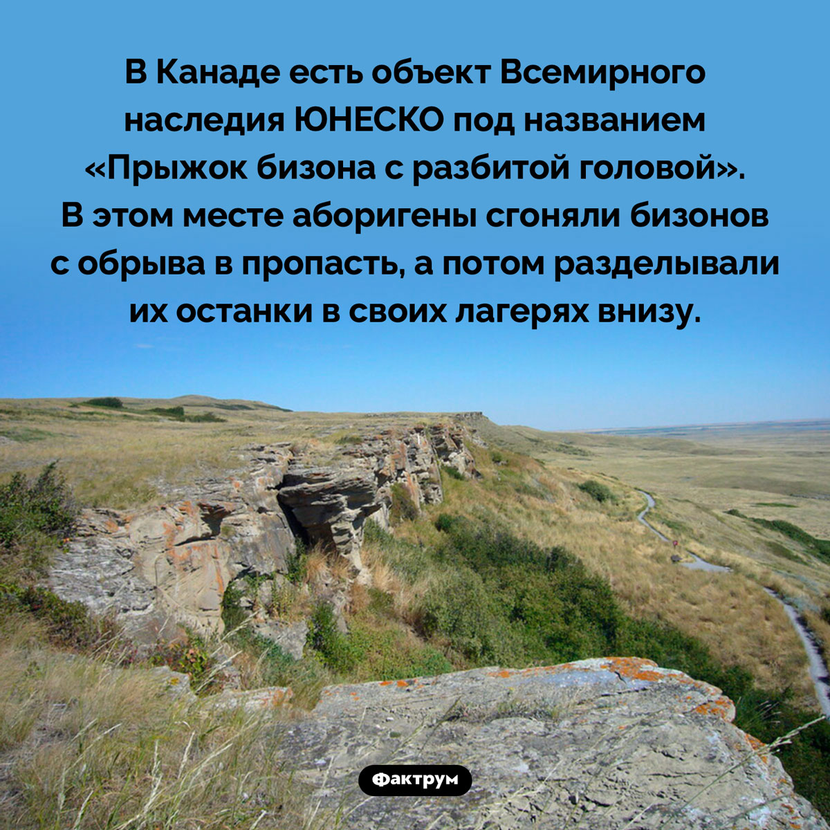 «Прыжок бизона с разбитой головой». В Канаде есть объект Всемирного наследия ЮНЕСКО под названием «Прыжок бизона с разбитой головой». В этом месте аборигены сгоняли бизонов с обрыва в пропасть, а потом разделывали их останки в своих лагерях внизу.