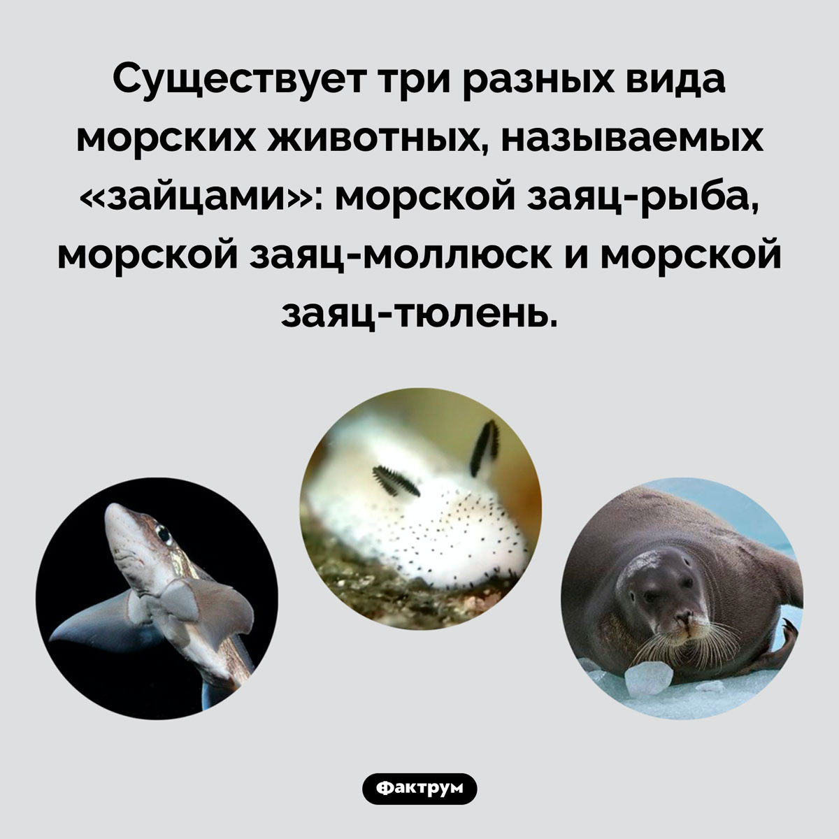Разнообразные морские зайцы. Существует три разных вида морских животных, называемых «зайцами»: морской заяц-рыба, морской заяц-моллюск и морской заяц-тюлень.
