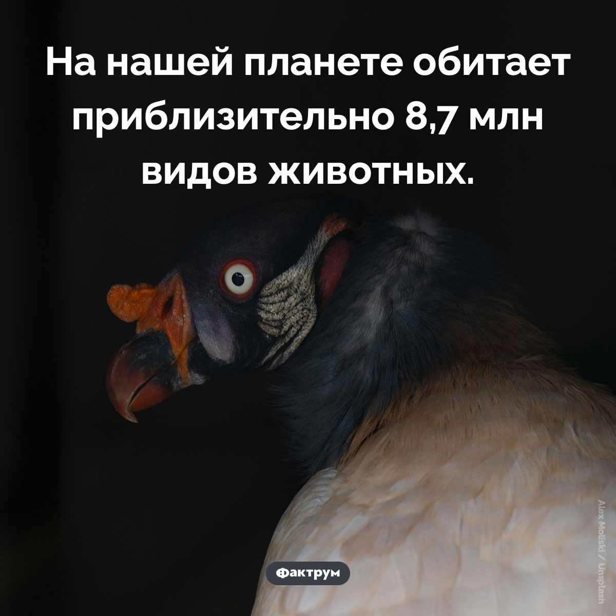 Сколько видов животных на Земле