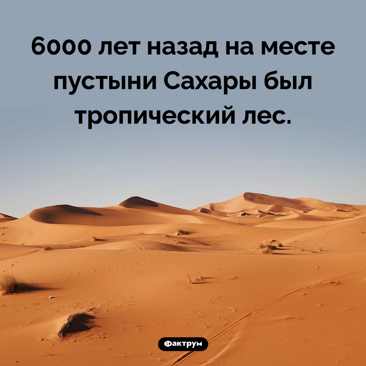 Тропический лес Сахары. 6000 лет назад на месте пустыни Сахары был тропический лес.