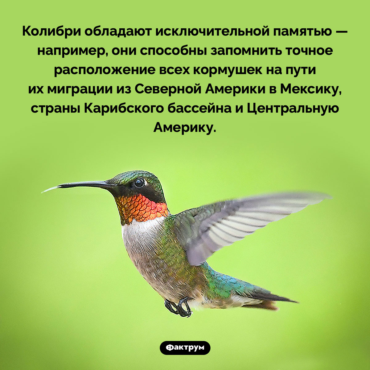 У колибри отличная память. Колибри обладают исключительной памятью — например, они способны запомнить точное расположение всех кормушек на пути их миграции из Северной Америки в Мексику, страны Карибского бассейна и Центральную Америку.