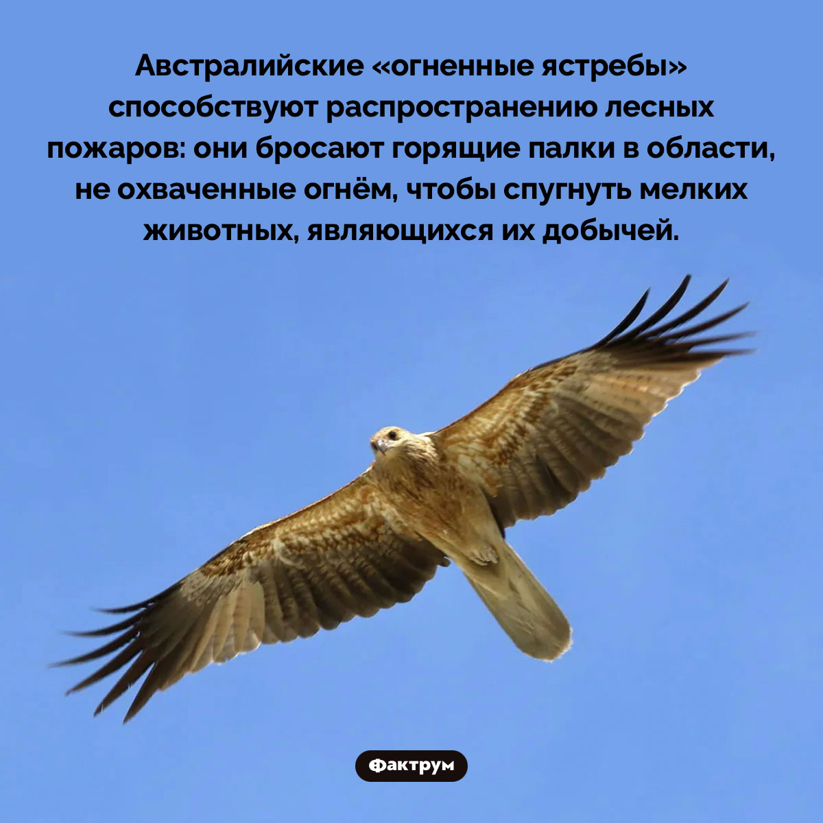 В Австралии ястребы распространяют лесные пожары. Австралийские «огненные ястребы» способствуют распространению лесных пожаров: они бросают горящие палки в области, не охваченные огнём, чтобы спугнуть мелких животных, являющихся их добычей.