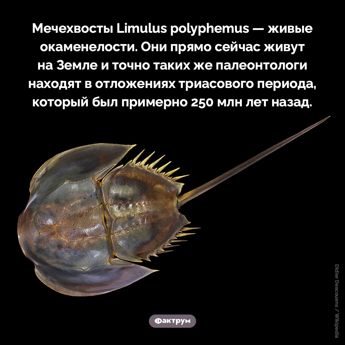 Живые окаменелости. Мечехвосты Limulus polyphemus — живые окаменелости. Они прямо сейчас живут на Земле и точно таких же палеонтологи находят в отложениях триасового периода, который был примерно 250 млн лет назад.