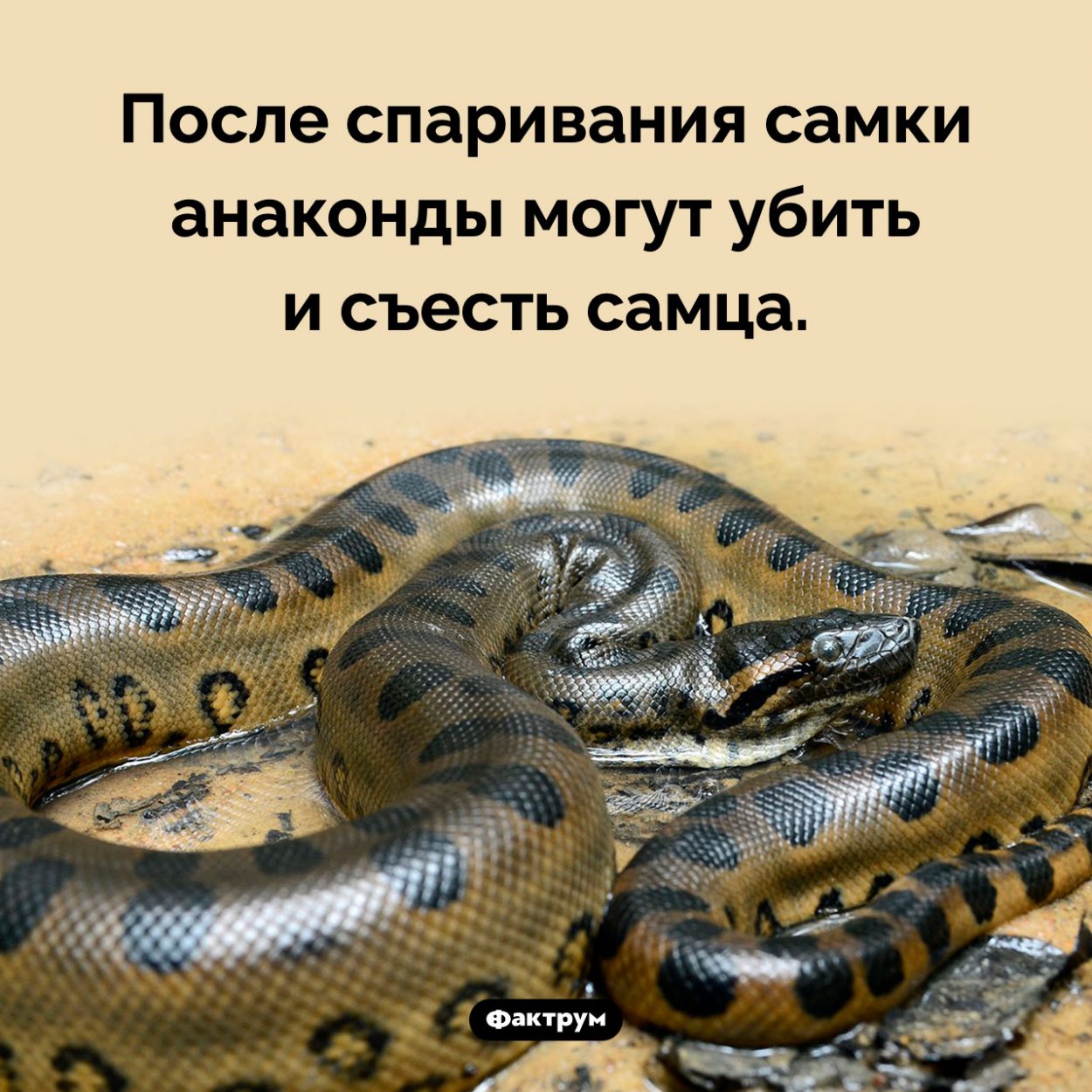 Сексуальный каннибализм анаконд. После спаривания самки анаконды могут убить и съесть самца.