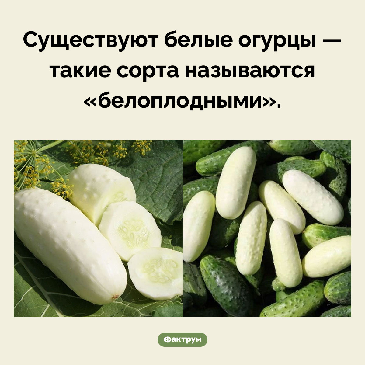 Белые огурцы. Существуют белые огурцы — такие сорта называются «белоплодными».