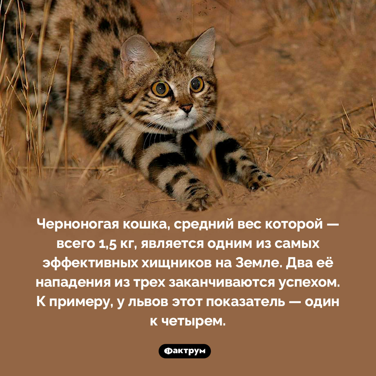 Черноногая кошка — самый эффективный хищник