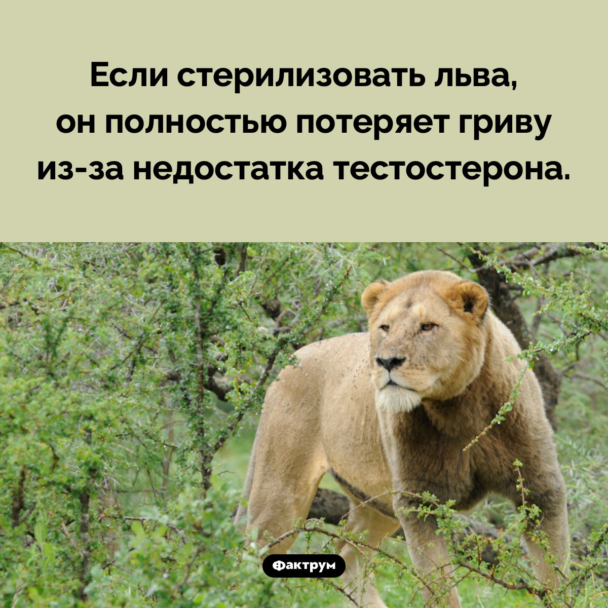 Что будет, если стерилизовать льва. Если стерилизовать льва, он полностью потеряет гриву из-за недостатка тестостерона.