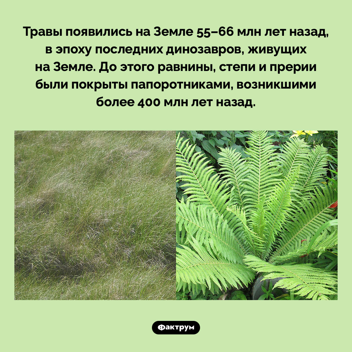 Динозавры на Земле появились раньше травы. Травы появились на Земле 55–66 млн лет назад, в эпоху последних динозавров, живущих на Земле. До этого равнины, степи и прерии были покрыты папоротниками, возникшими более 400 млн лет назад.