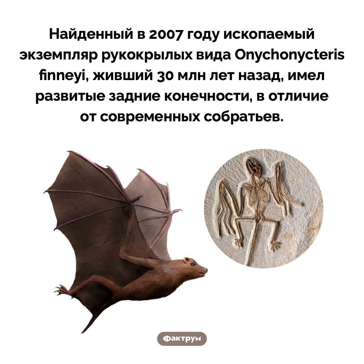 Ископаемая летучая мышь. Найденный в 2007 году ископаемый экземпляр рукокрылых вида Onychonycteris finneyi, живший 30 млн лет назад, имел развитые задние конечности, в отличие от современных собратьев.