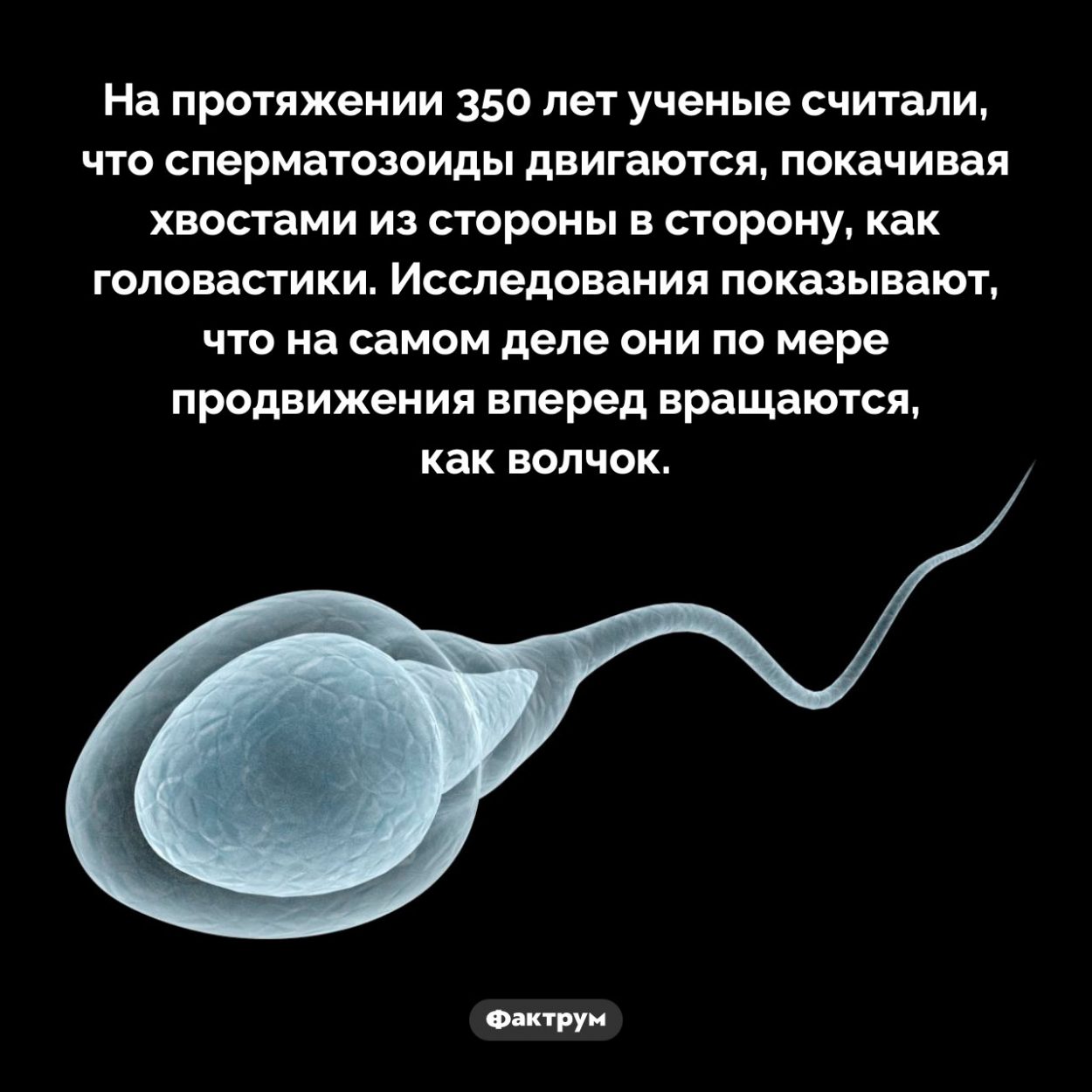 Как двигаются сперматозоиды. На протяжении 350 лет ученые считали, что сперматозоиды двигаются, покачивая хвостами из стороны в сторону, как головастики. Исследования показывают, что на самом деле они по мере продвижения вперед вращаются, как волчок.