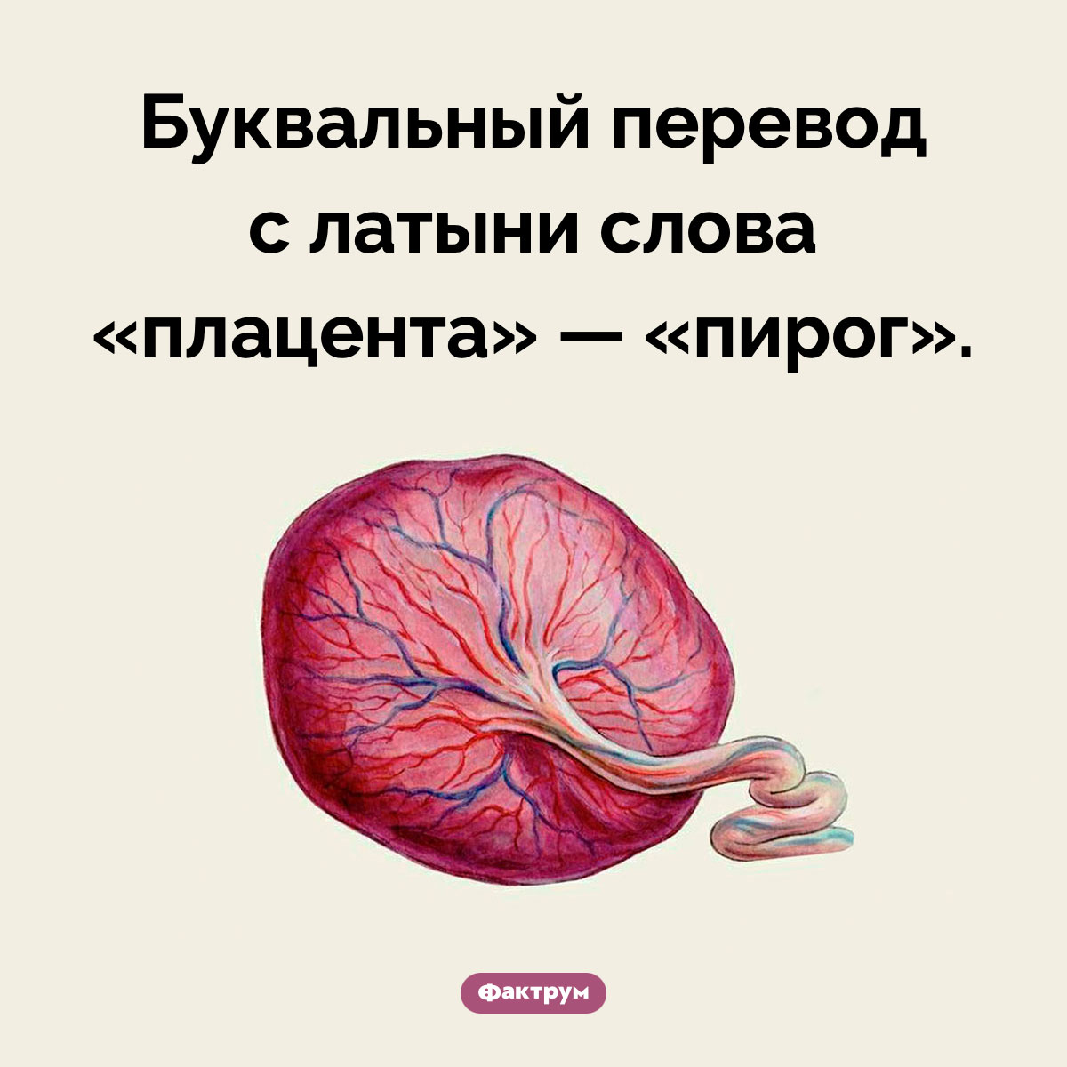 Как переводится слово «плацента». Буквальный перевод с латыни слова «плацента» — «пирог».