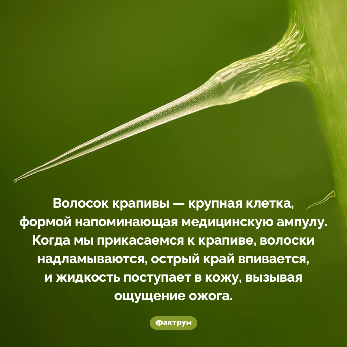 Как жалит крапива. Волосок крапивы — крупная клетка, формой напоминающая медицинскую ампулу. Когда мы прикасаемся к крапиве, волоски надламываются, острый край впивается, и жидкость поступает в кожу, вызывая ощущение ожога.