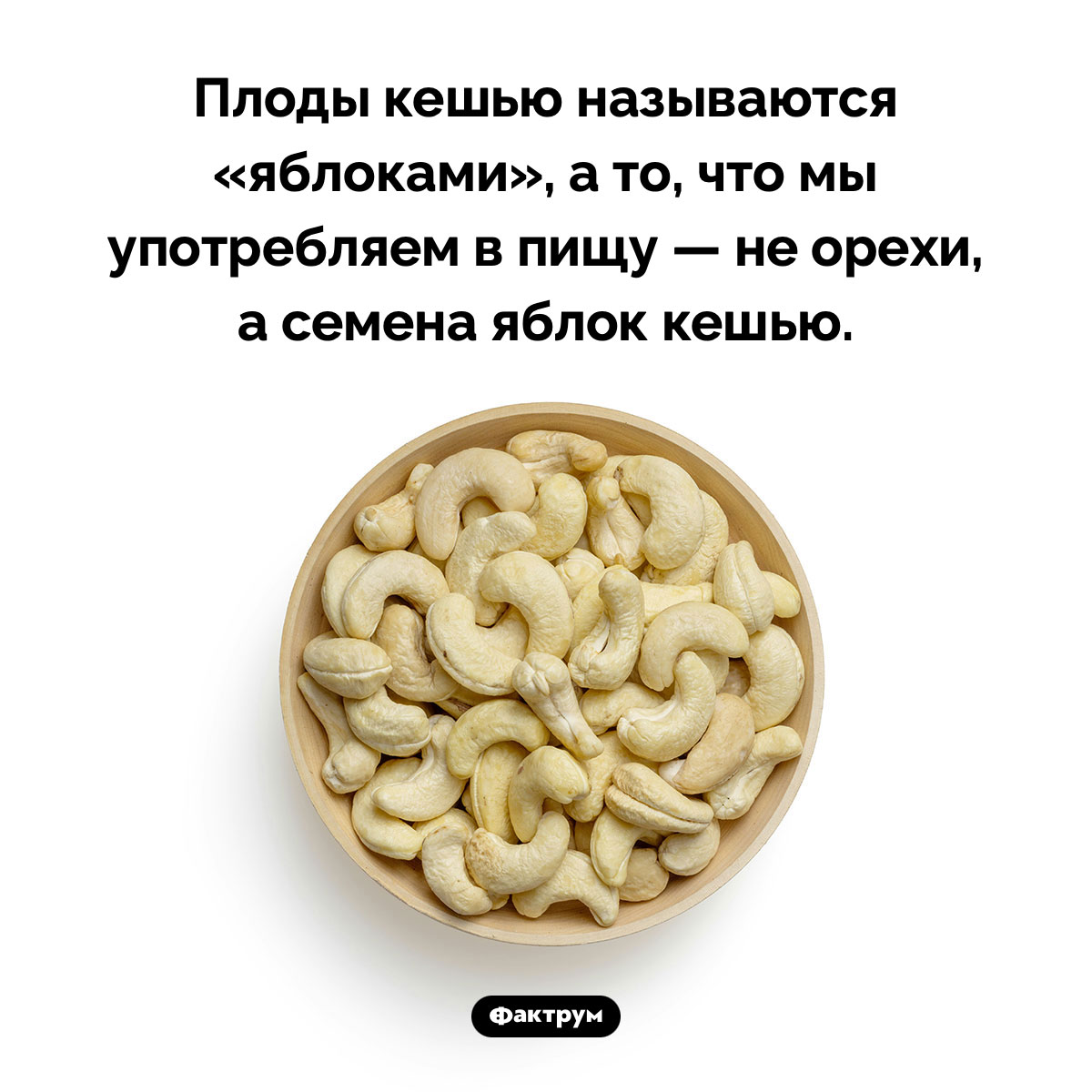 Кешью — это не орехи, а семена. Плоды кешью называются «яблоками», а то, что мы употребляем в пищу — не орехи, а семена яблок кешью.