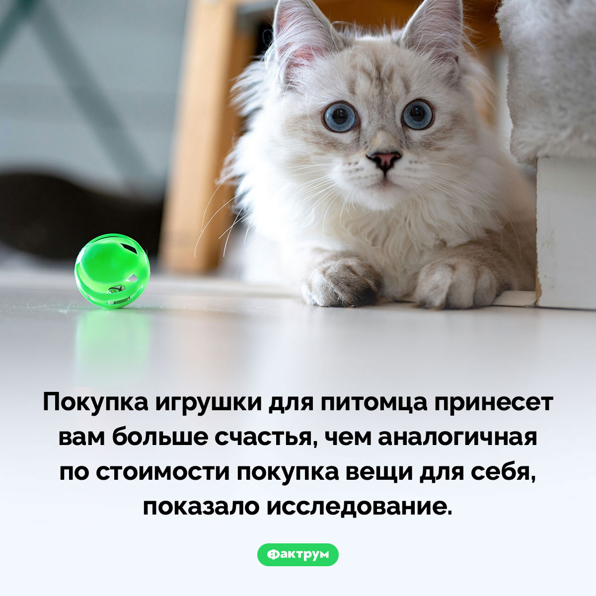 Купите питомцу игрушку!. Покупка игрушки для питомца принесет вам больше счастья, чем аналогичная по стоимости покупка вещи для себя, показало исследование.